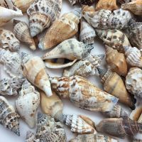 PREMIUM BATILLARIA ZONALIS SEA SHELLS / OCEAN