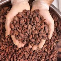 DRIED CACAO BEANS | VIETNAM ORIGIN | FERMENTED