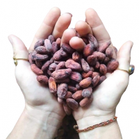 NATURAL DRIED CACAO BEANS | PREMIUM GRADE