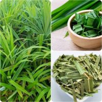 PREMIUM FROZEN PANDAN JUICE / 100% NATURAL