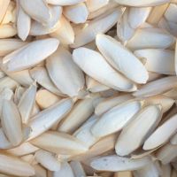 HIGH QUALITY DRIED CUTTLEFISH BONE / SUN
