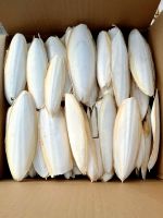 PURE DRIED CUTTLEFISH BONE / CALCIUM RICH