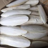 PURE DRIED CUTTLEFISH BONE / CALCIUM RICH