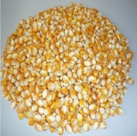 PURE DRIED YELLOW CORN KERNELS HIGH