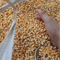 ALL NATURAL DRIED YELLOW SWEET CORN