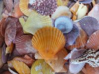 WHOLESALE BULK SCALLOP SHELL PREMIUM QUALITY