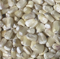 PURE DRIED YELLOW CORN KERNELS HIGH