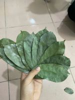 FRESHLY HARVESTED AND NATURALLY DRIED SOURSOP