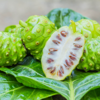 DRIED NONI FRUIT | MORINDA CITRIFOLIA | NATURAL