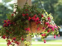 ORGANIC COCO POTS SUSTAINABLE PLANT GROWING