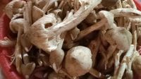 PREMIUM DRIED TERMITE MUSHROOM NATURAL AROMA
