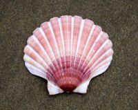 WHOLESALE SCALLOP SHELL FOR BAKING AND