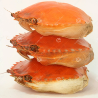 CLEAN CRAB SHELL CRUSHED AND PROCESSED