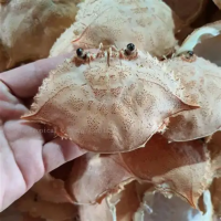 DRIED CRAB SHELL FOR CALCIUM AND