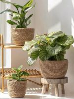 WHOLESALE RATTAN PLANTERS EXPORT STANDARD