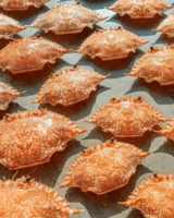 DRIED CRAB SHELL LARGE QUANTITY READY