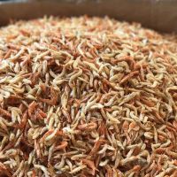HIGH NUTRITION NATURAL DRIED KRILL SHRIMP