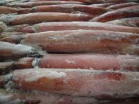 FROZEN SQUID RINGS IQF - EXPORT QUALITY