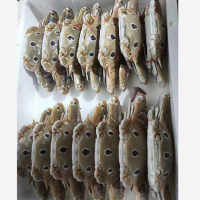 PREMIUM FROZEN BLUE SWIMMING CRAB WHOLE