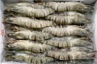 FROZEN BLACK TIGER SHRIMP HLSO / PDTO