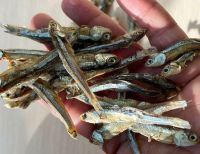 PREMIUM DRIED ANCHOVY - HIGH QUALITY DRIED