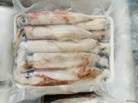 PREMIUM FROZEN SQUID TUBE AND TENTACLE