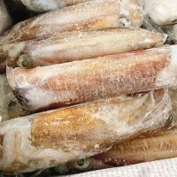BULK PRICE FROZEN WHOLE CLEANED SQUID