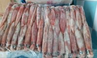 HIGH NUTRITION FROZEN LOLLIGO SQUID WHOLE