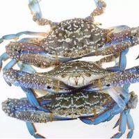 VIETNAM ORIGIN FROZEN SEA SWIMMING CRAB
