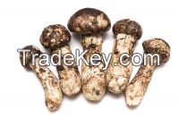 Matsutake Mushroom (pine Mushrooms