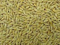 Quality Barley