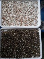 wheat color sorter food processing machine