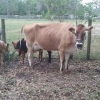 High Quality Live Dairy Cows / Pregnant Holstein Heifers