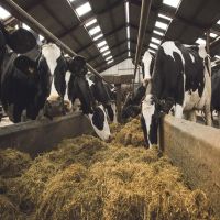 Healthy Pregnant Holstein Heifers/Simmental Cow