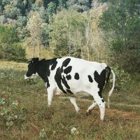  Pregnant Holstein Heifers Cow 