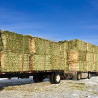 Quality Alfafa Hay for Animal Feeding Stuff Alfalfa / Alfalfa Hay Hot Sales