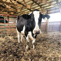  Cows Alive Pregnant Holstein Heifers 