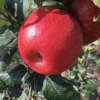 2019 new fresh fruits red Fuji apples