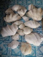 Tridacna Gigas Pearl