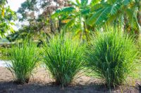 &quot;Lush-Leaf by Happy Fresh Ã�Â¢Ã¯Â¿Â½Ã¯Â¿Â½ Lemongrass&quot;
