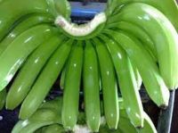 Fresh Green Cavendish Bananas from South Africa