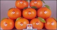 Quality ORANGES(KINNO)