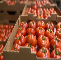 Fresh Red Tomatoes - Pomodori, Tomaten, Pomidory, Tomates