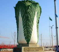 Chinese Cabbage Chinese Fresh Celery Cabbage