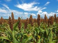 Grain Sorghum