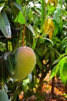 Fresh Mango