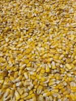 Non Gmo Yellow Corn