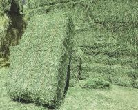 Dehydrated Alfalfa Hay Timothy Hay