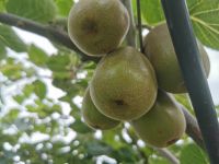 Fresh Kiwi Fruit ,red Kiwi ,yellow