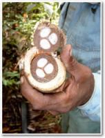 babaçu palm coconut to briquetes and seeds for biodiesel o